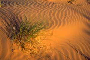 wind rippled sand